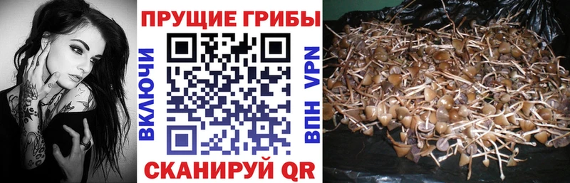 Купить закладки  Нюрба  Галлюциногенные грибы MAGIC MUSHROOMS 